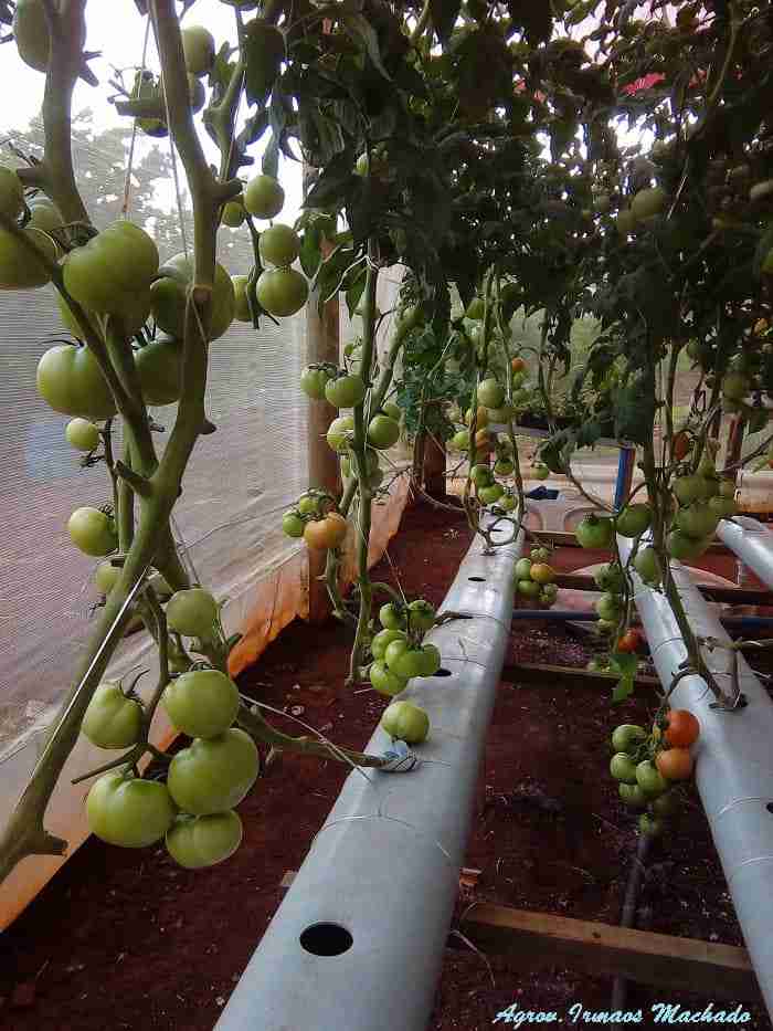 Produção de tomate em cultivo hidropônico submetido à variação de doses de potássio