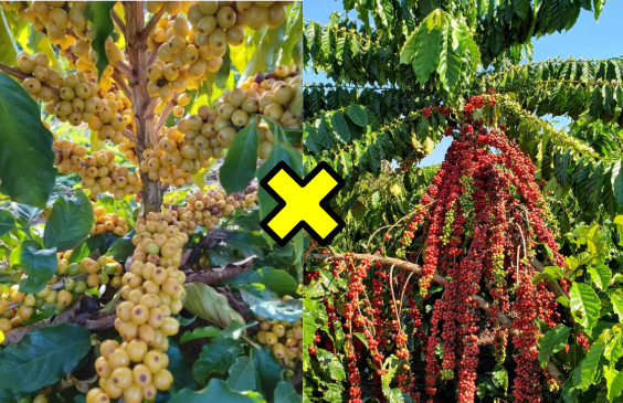 Café Arábica x Conilon: Comparativo das Duas Espécies Dominantes