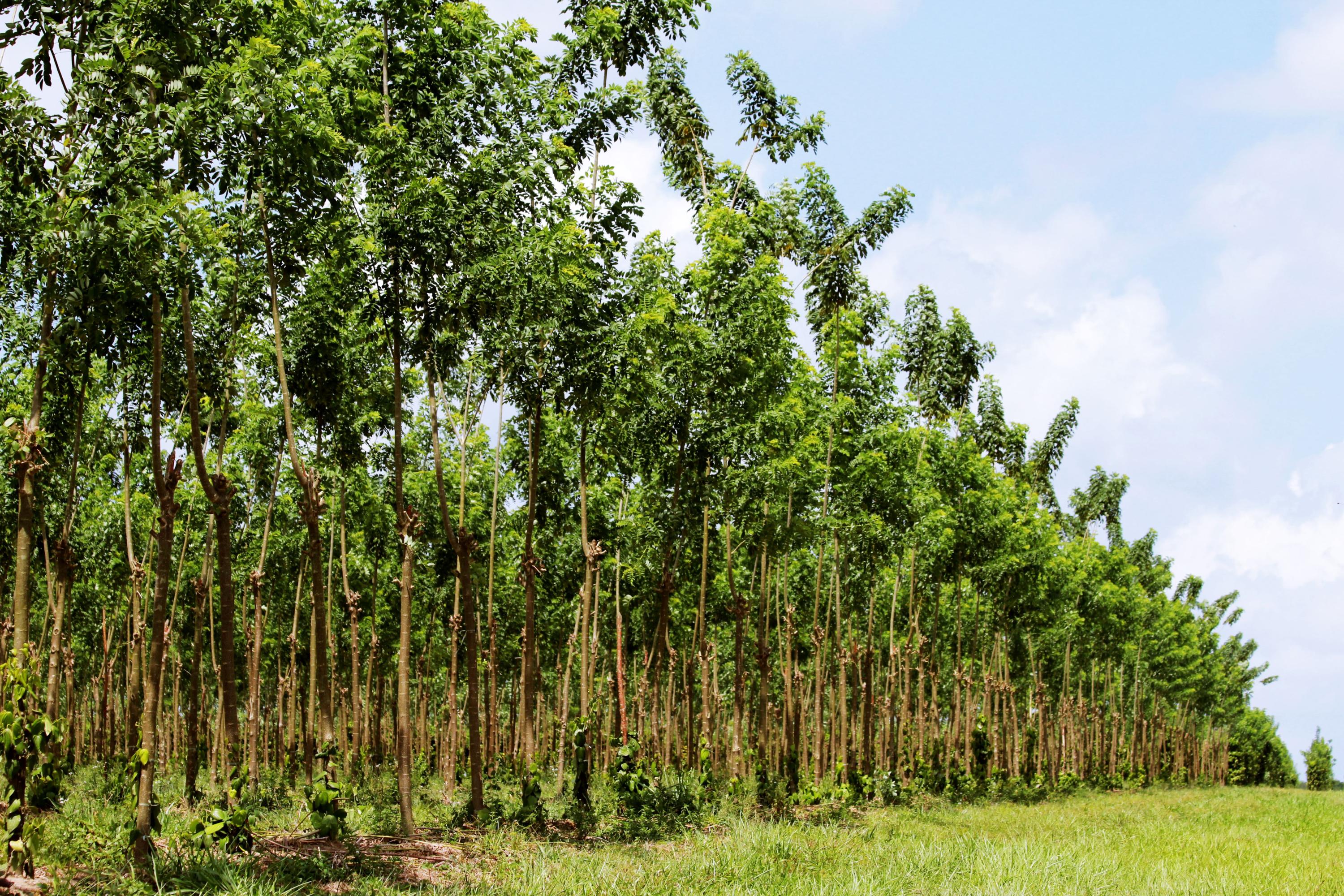 Tutor Vivo com Gliricídia na Produção de Pimenta-do-reino