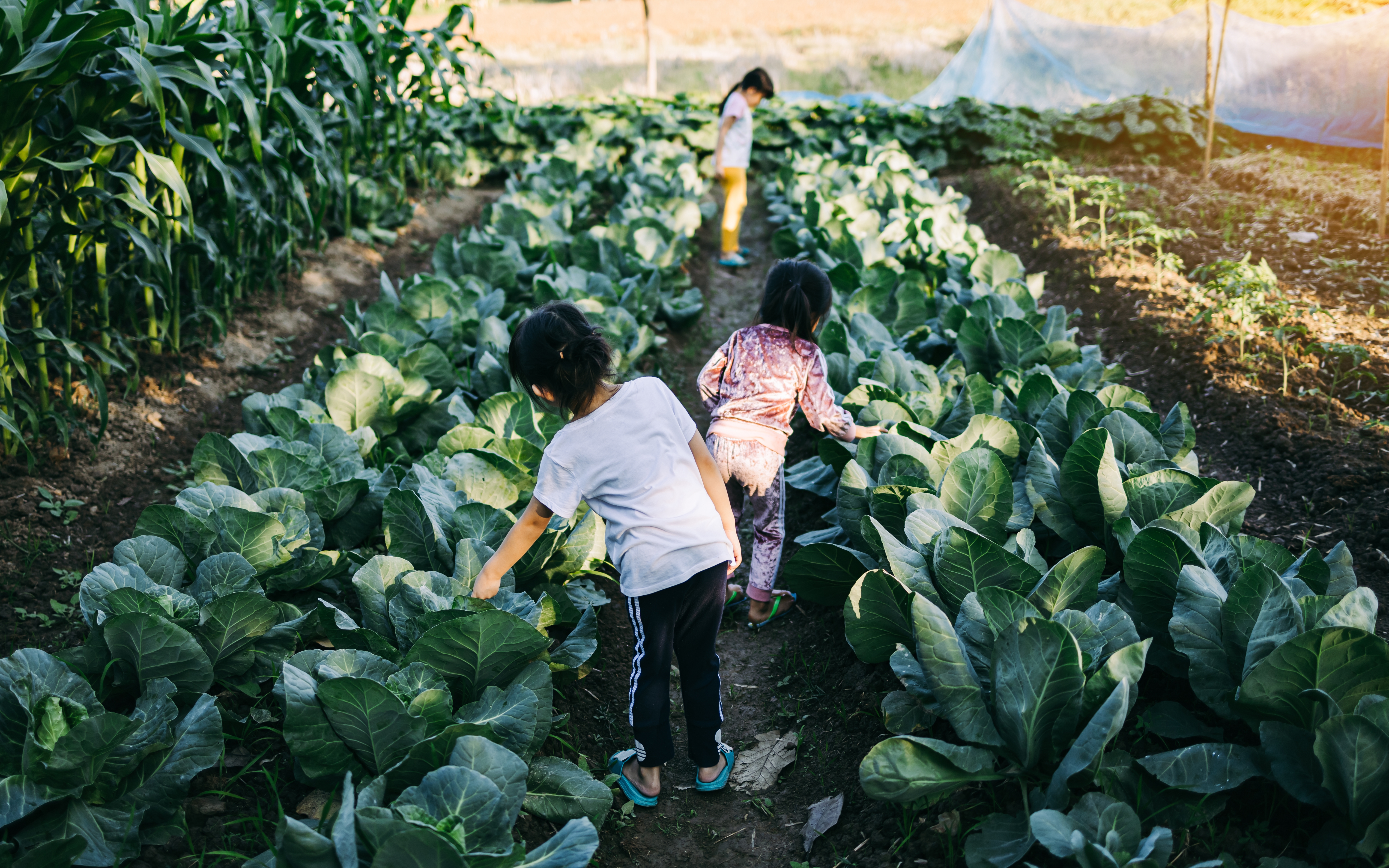 Diversificação da produção rural: em busca de alternativas para a gestão econômica e financeira na agricultura familiar