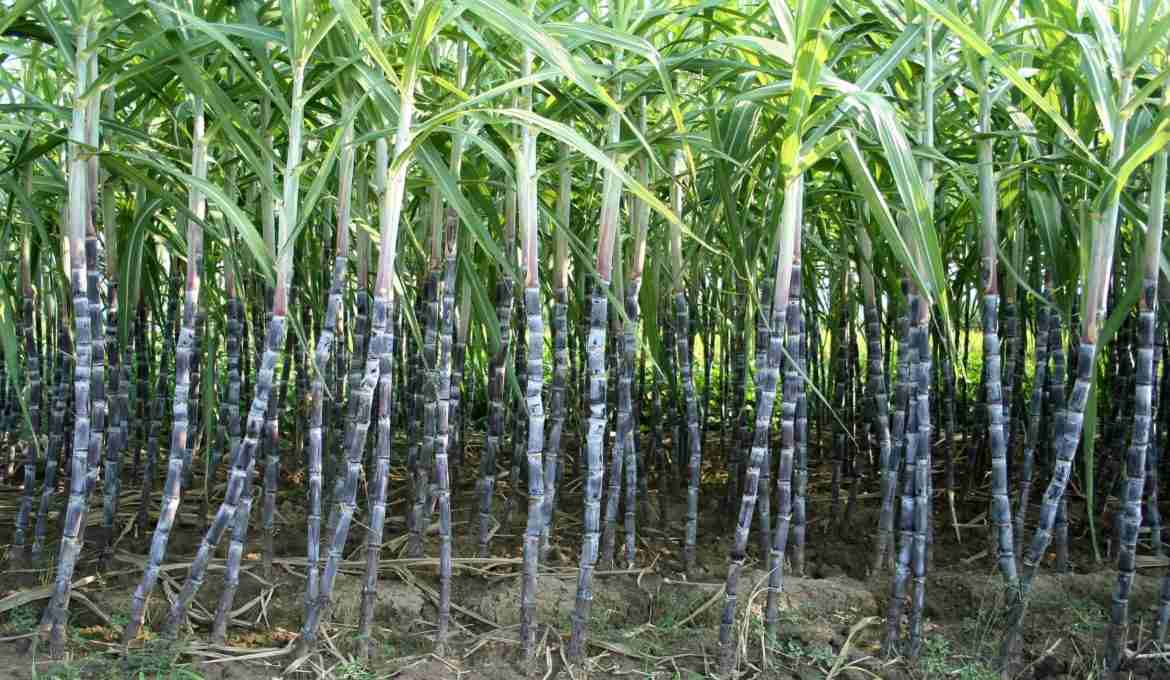 Cultivares e Manejo da Cana-de-açúcar