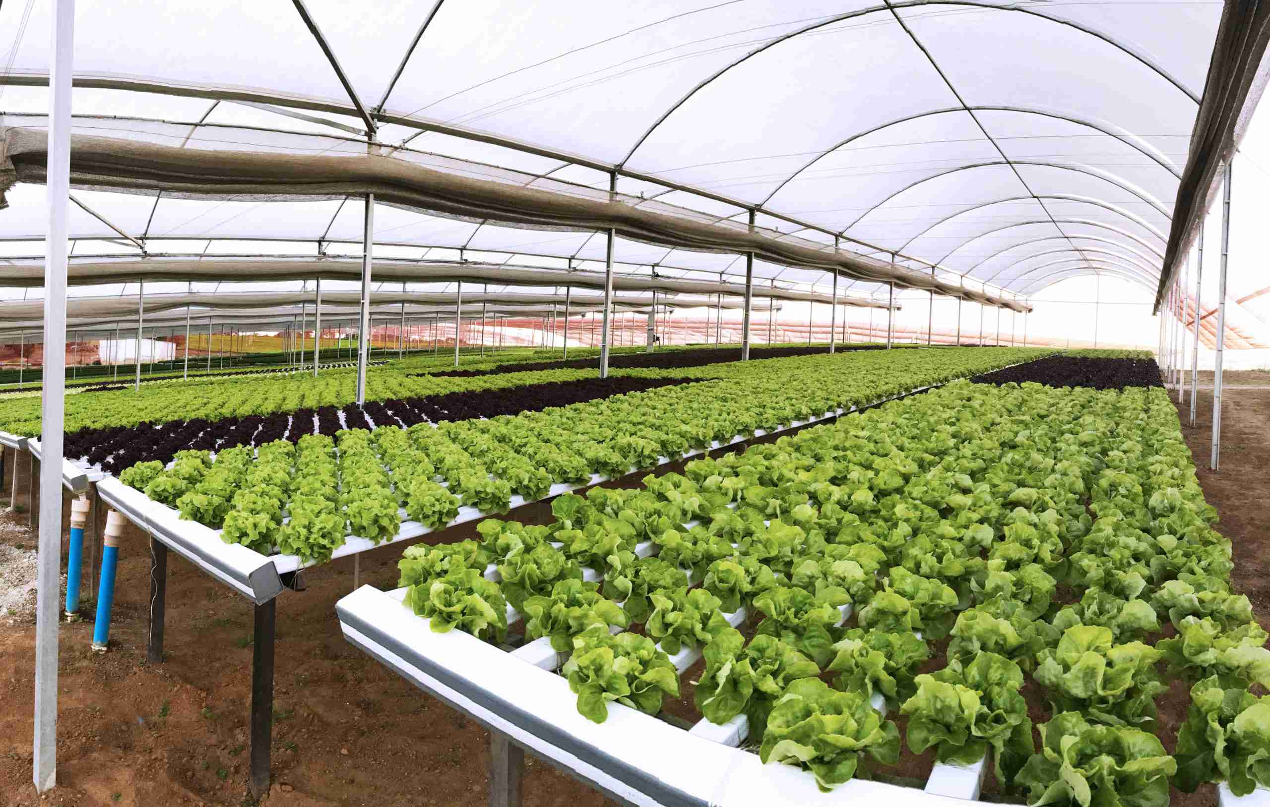 Tipos de Sistemas Hidropônicos