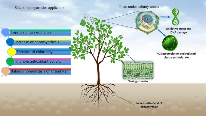 Como a Fisiologia Vegetal Ajuda na Agricultura