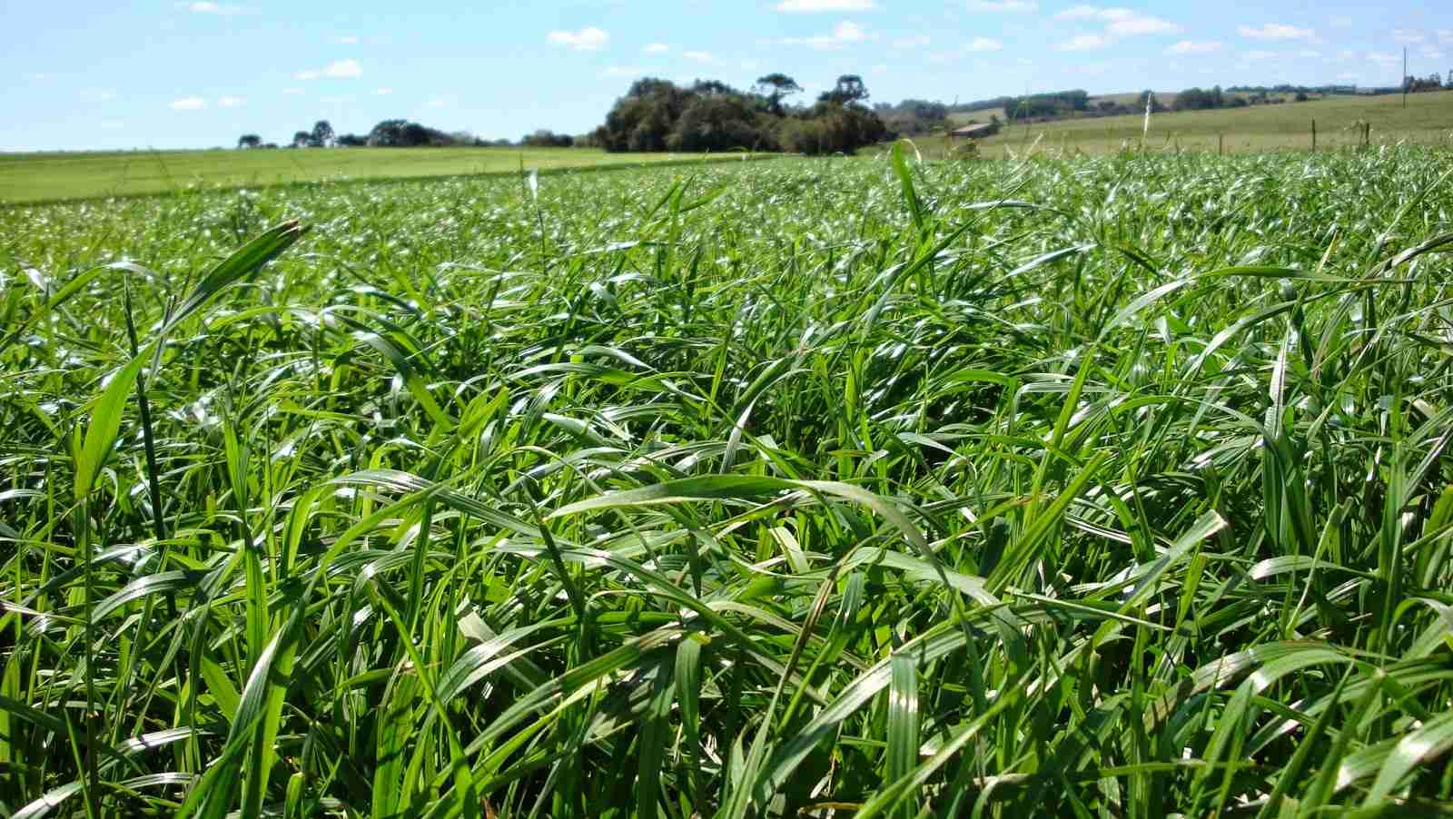 Estratégias para Recuperação e Renovação de Pastagens