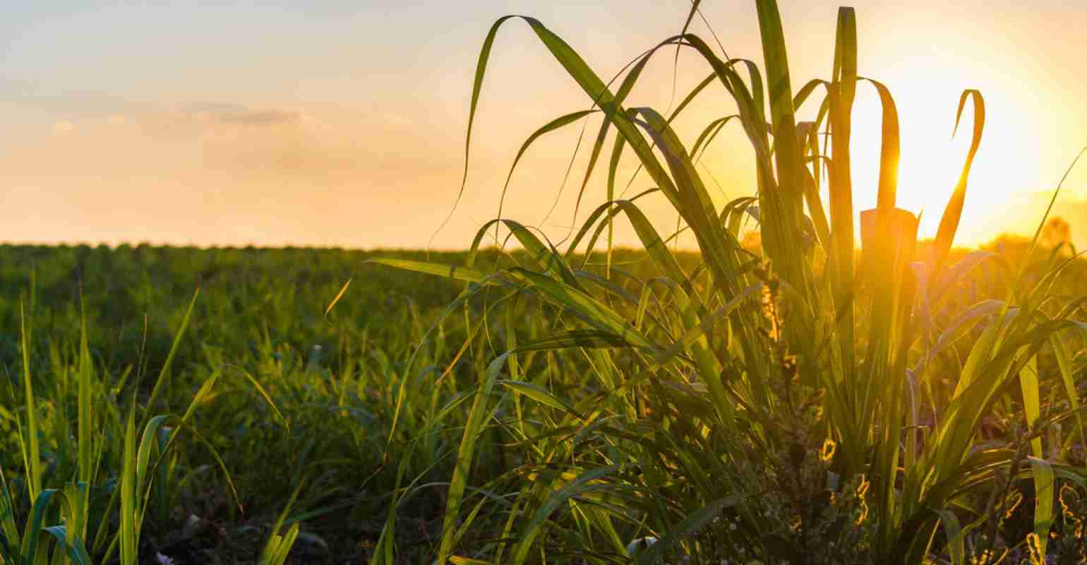 Preparo de Solo e Sistemas de Plantio para Cana-de-Açúcar