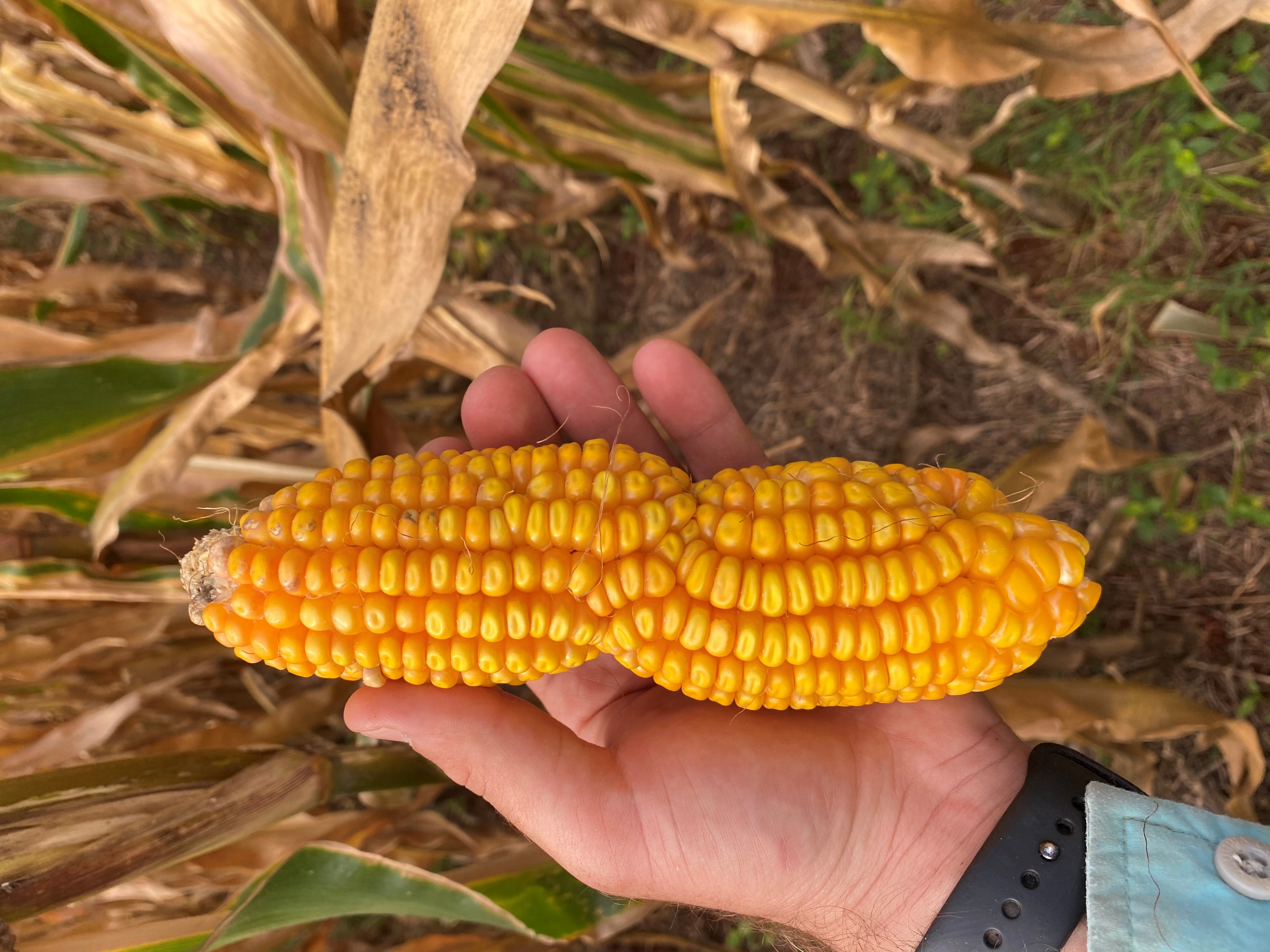 Anormalidades em Espigas de Milho