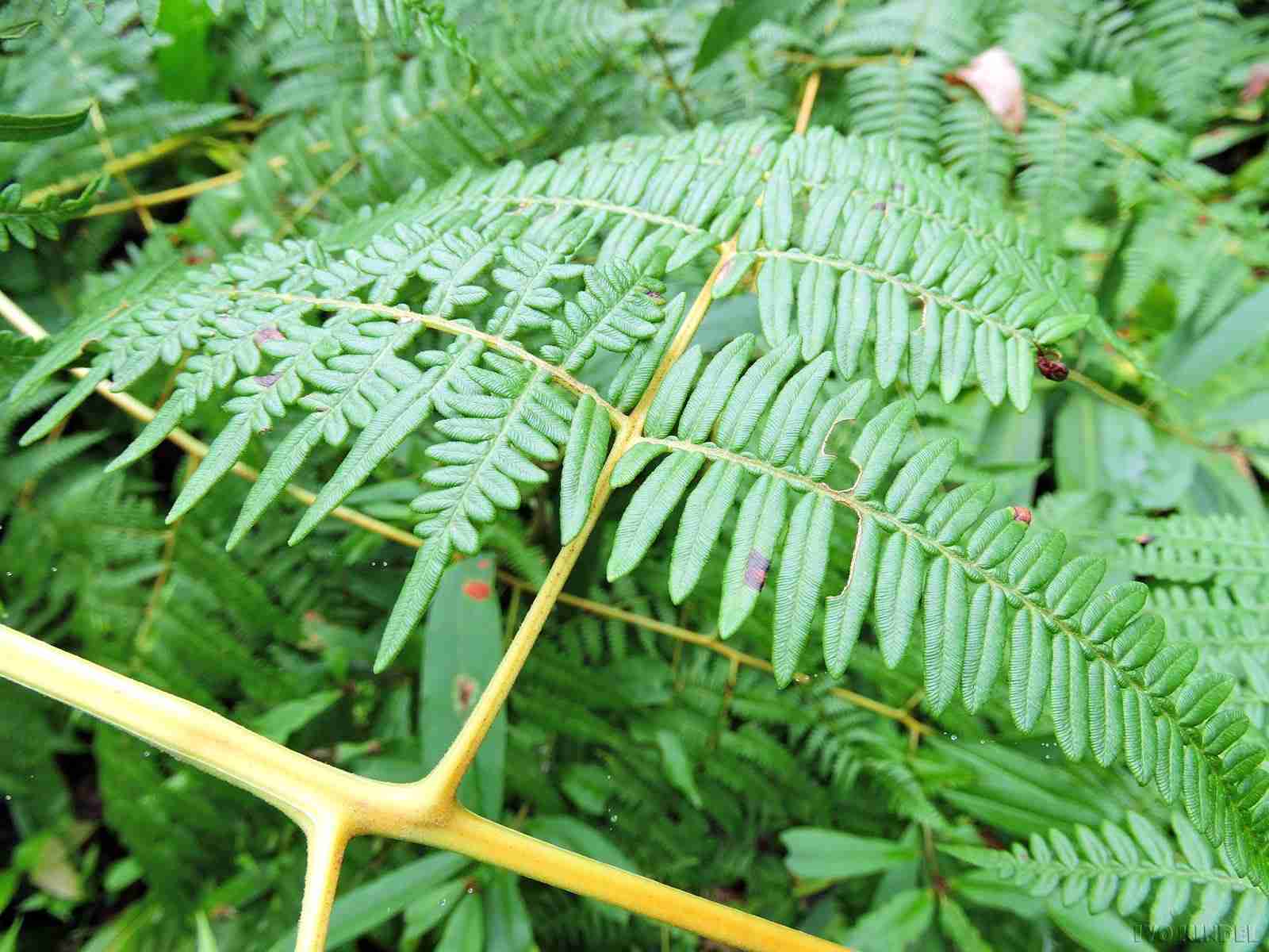 Plantas Que Indicam o Excesso de Nutrientes