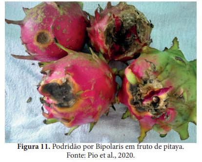 Manejo de Pragas e Doenças na Pitaya