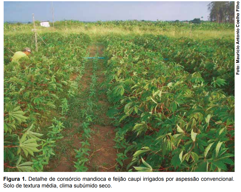 Irrigação da cultura da mandioca