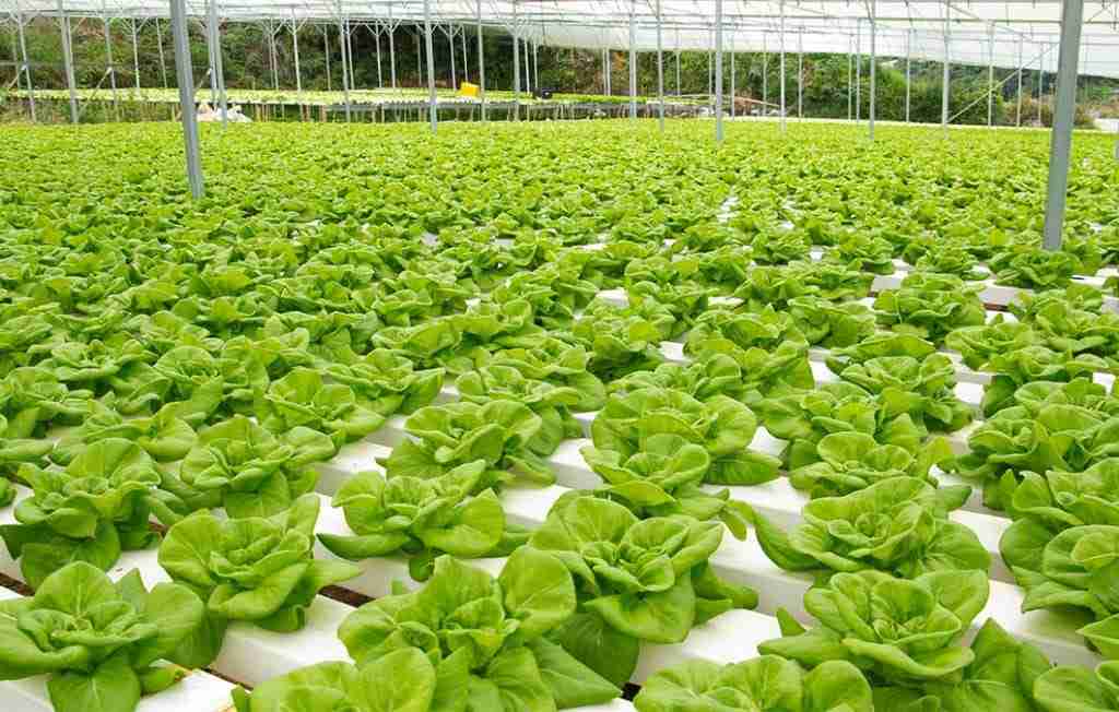 Prós e Contras do Uso da Técnica de Hidroponia