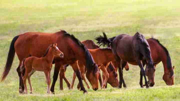 O Cavalo É Um Ser Senciente