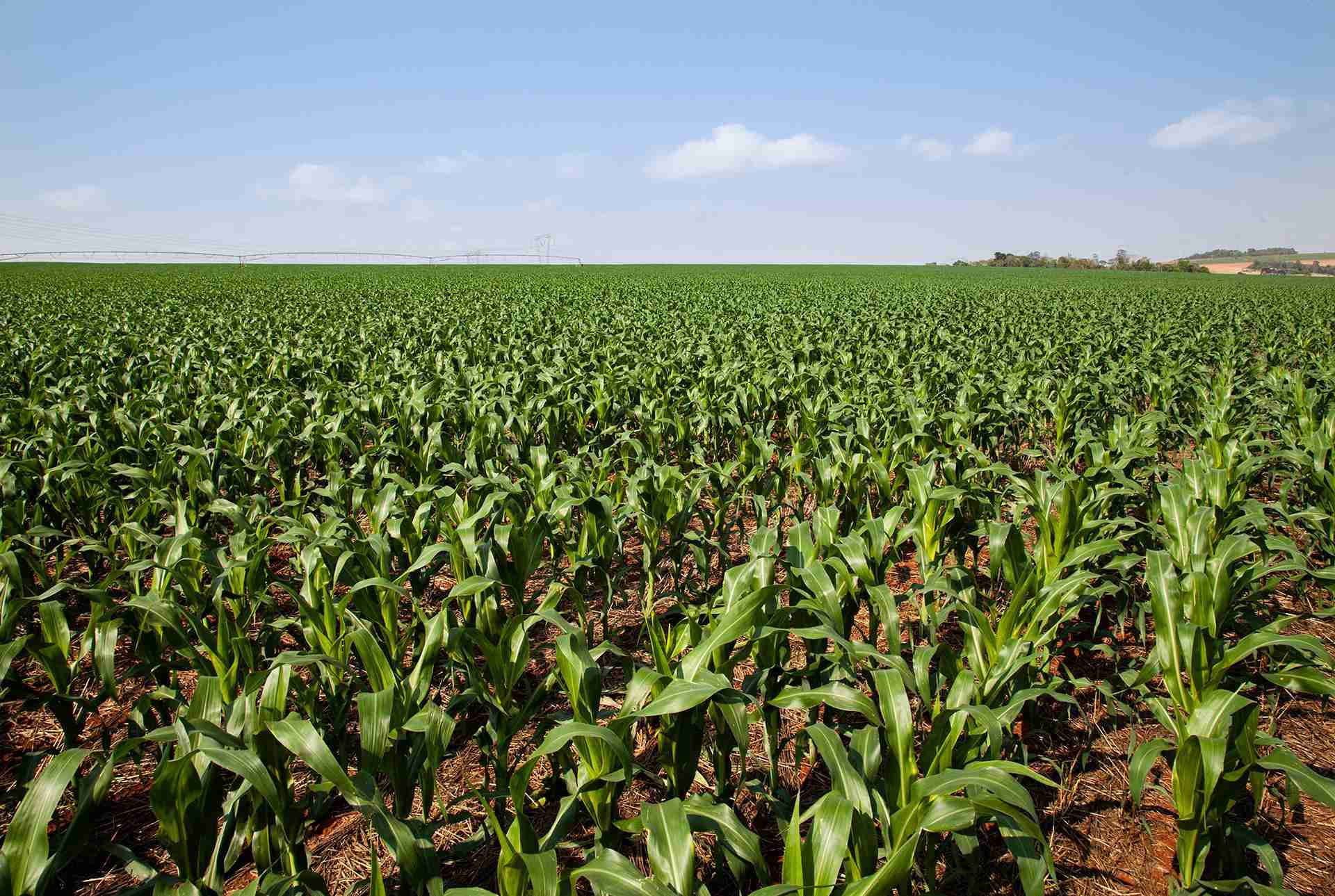 Estádios Fenológicos do Milho