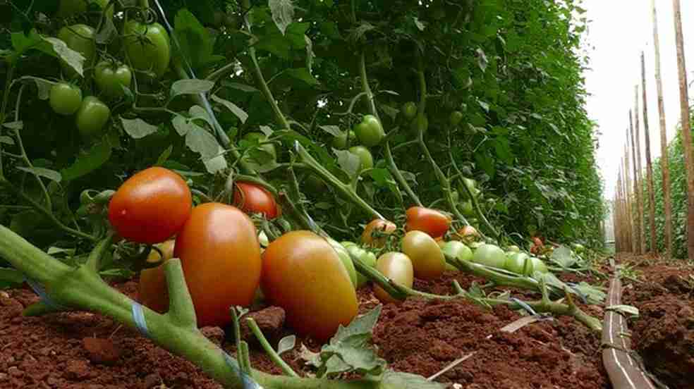 Cultivares, Clima e Época de Plantio de Tomate Orgânico