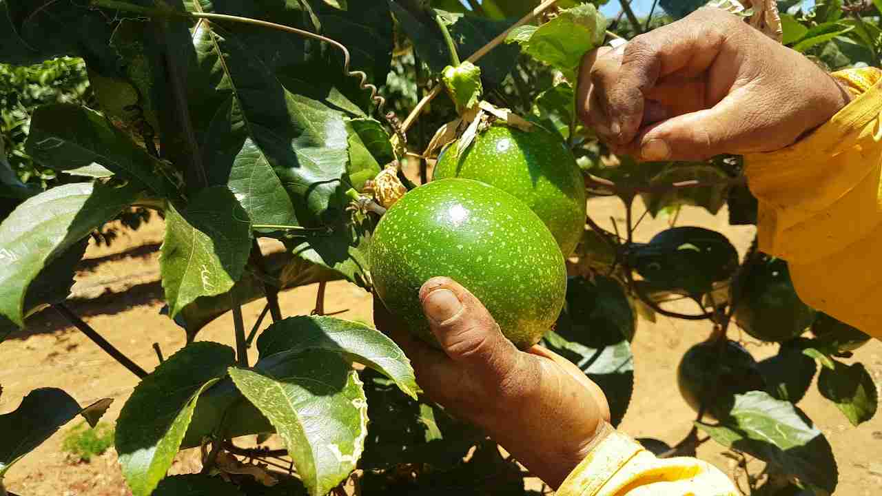 Colheita do Maracujá