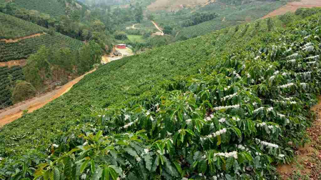 Podas na Cultura do Café