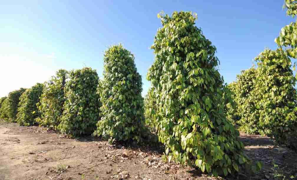 Aspectos Gerais Sobre a Cultura da Pimenta-do-reino