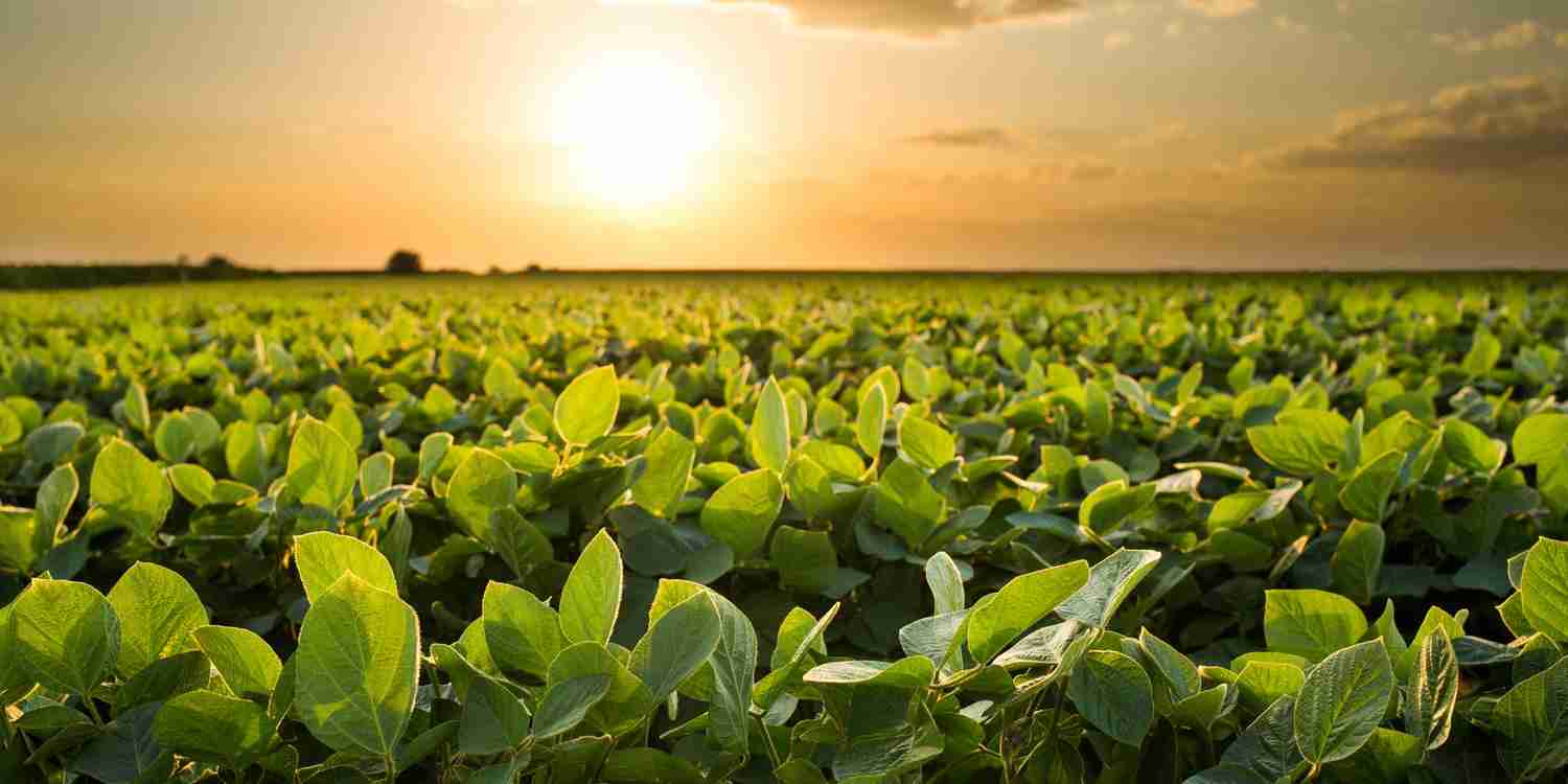 A Importância da Radiação para a Cultura da Soja