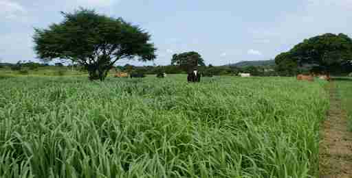 Como Recuperar Pastagens Degradadas