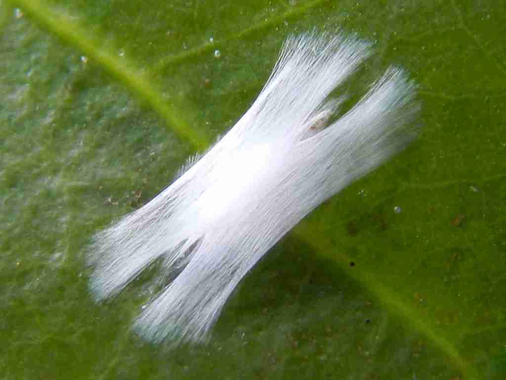 Conhecendo o Bicho Mineiro do Café e o Seu Respectivo Controle