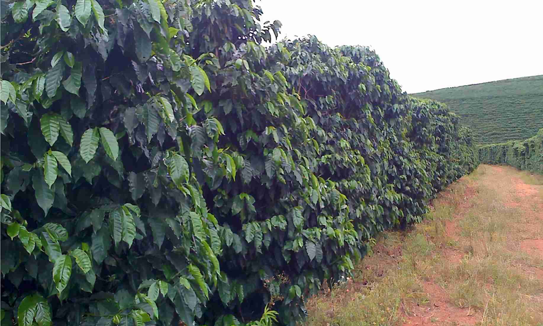 Época de Amostragem de Folhas do Cafeeiro