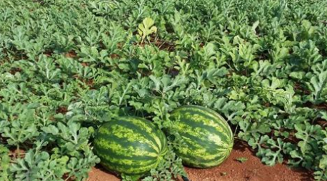 Como fazer a adubação da melancia