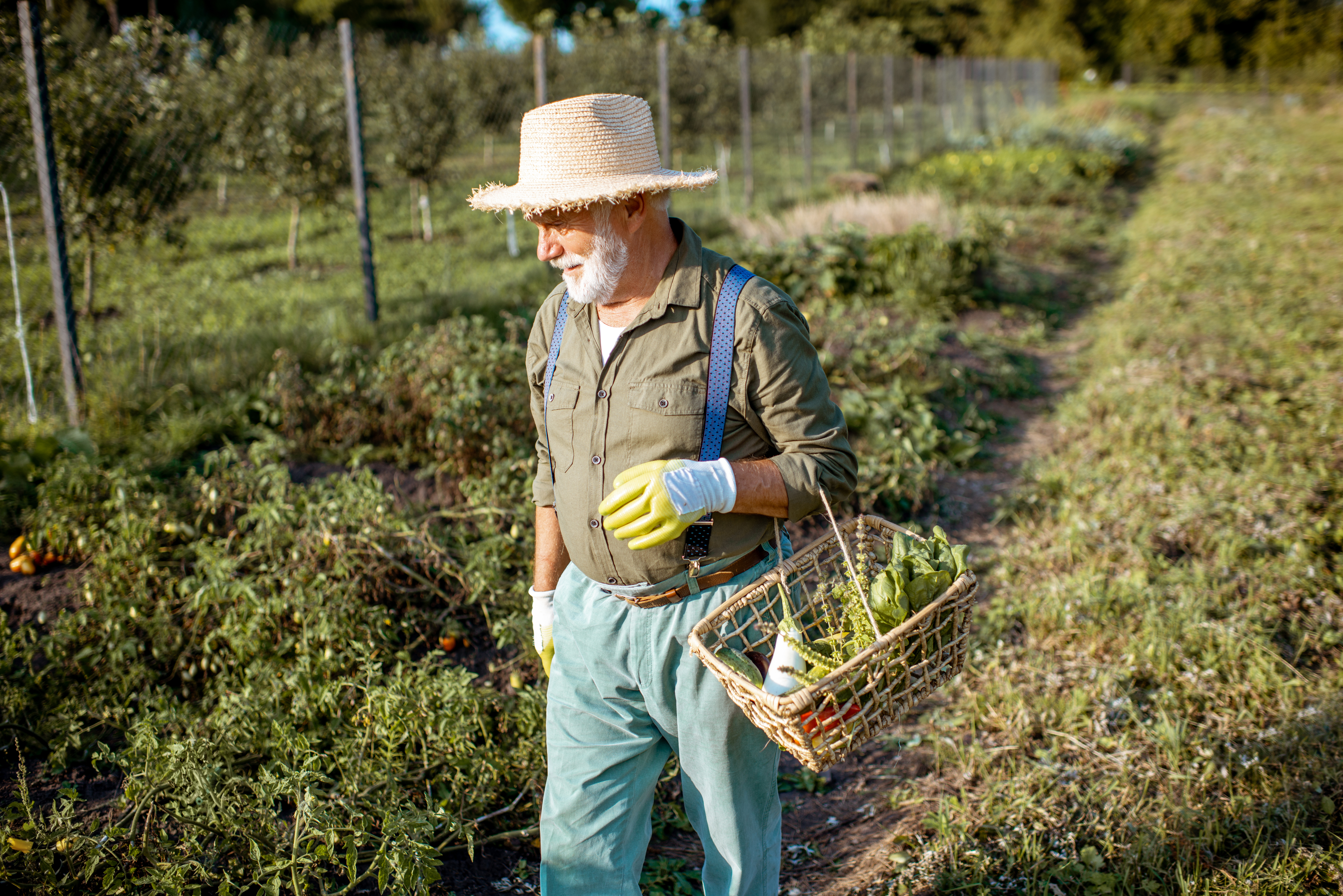 Cultivo de hortaliças no sistema orgânico