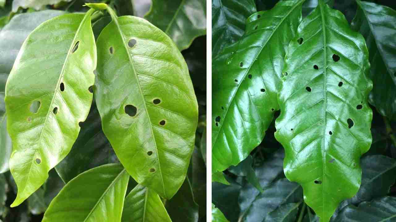 Conhecendo a Lagarta-dos-cafezais e o Seu Respectivo Controle