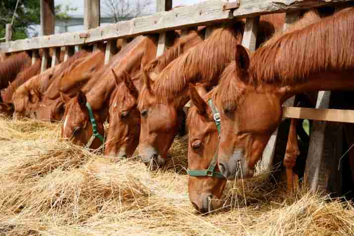 Manejo Alimentar de Éguas e Garanhões
