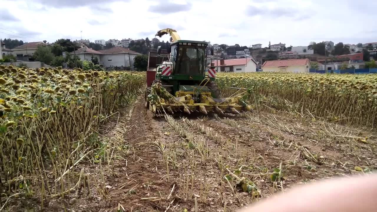 Girassol como alimento para bovinos