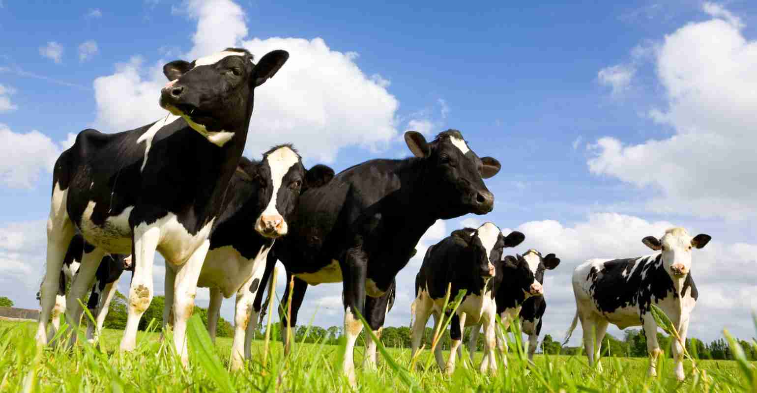 Impactos da Pecuária Leiteira de Precisão na Saúde e no Comportamento Animal