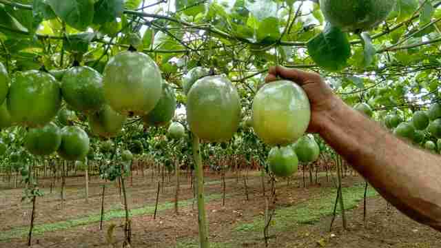 Guia completo de como cultivar maracujá