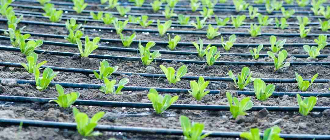 Componentes do Sistema de Irrigação por Gotejamento