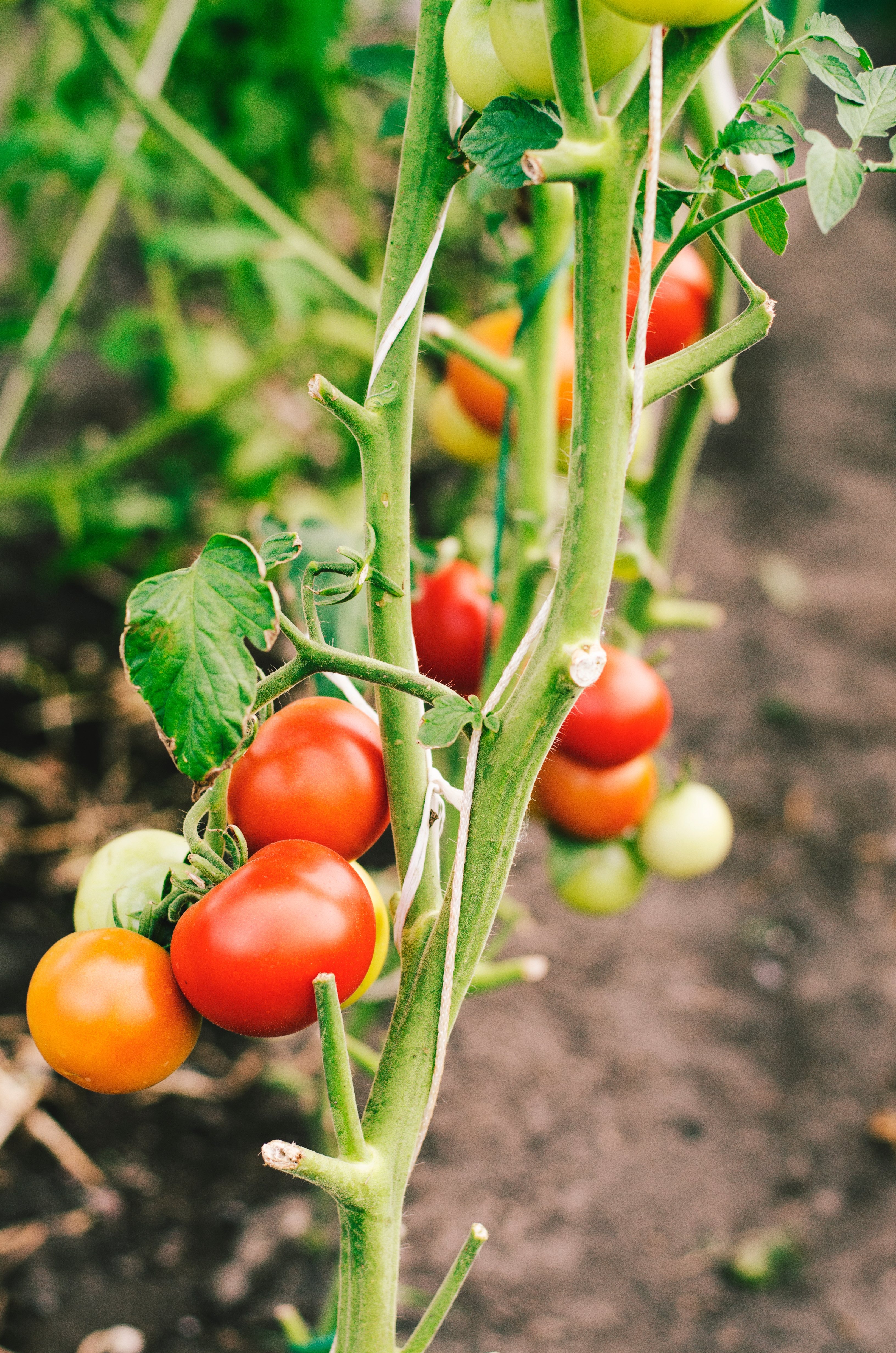 <strong>DESENVOLVIMENTO INICIAL DE SOLANÁCEAS COM VISTAS A UTILIZAÇÃO EM ENXERTIA</strong>