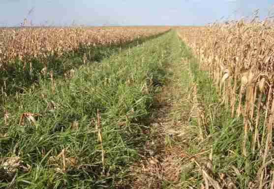 Modalidades e Métodos de Implantação do Consórcio Milho-braquiária