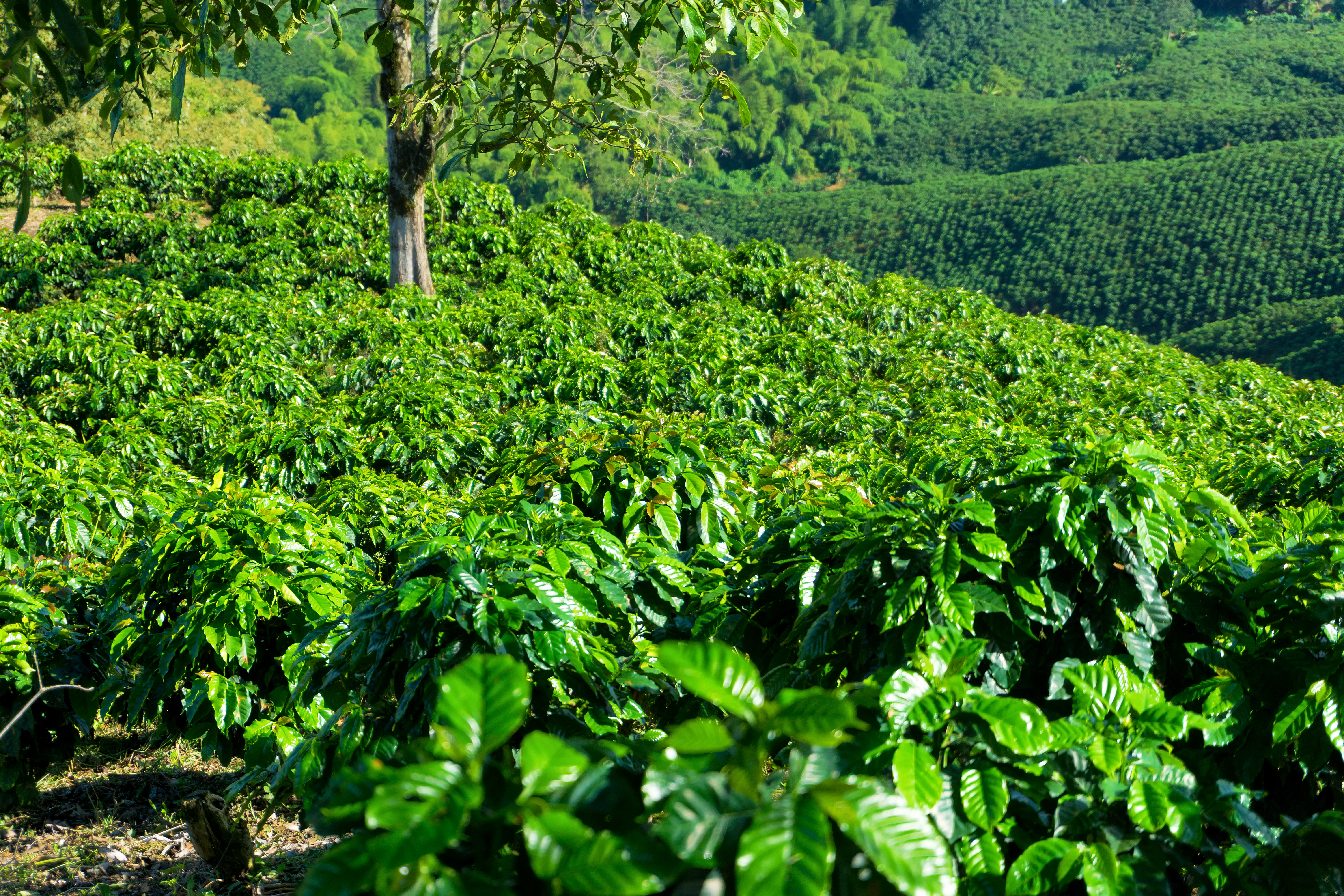 Comparação da influência do cultivo orgânico e convencional de café através da análise dos minerais K, Mg, Ca e Na