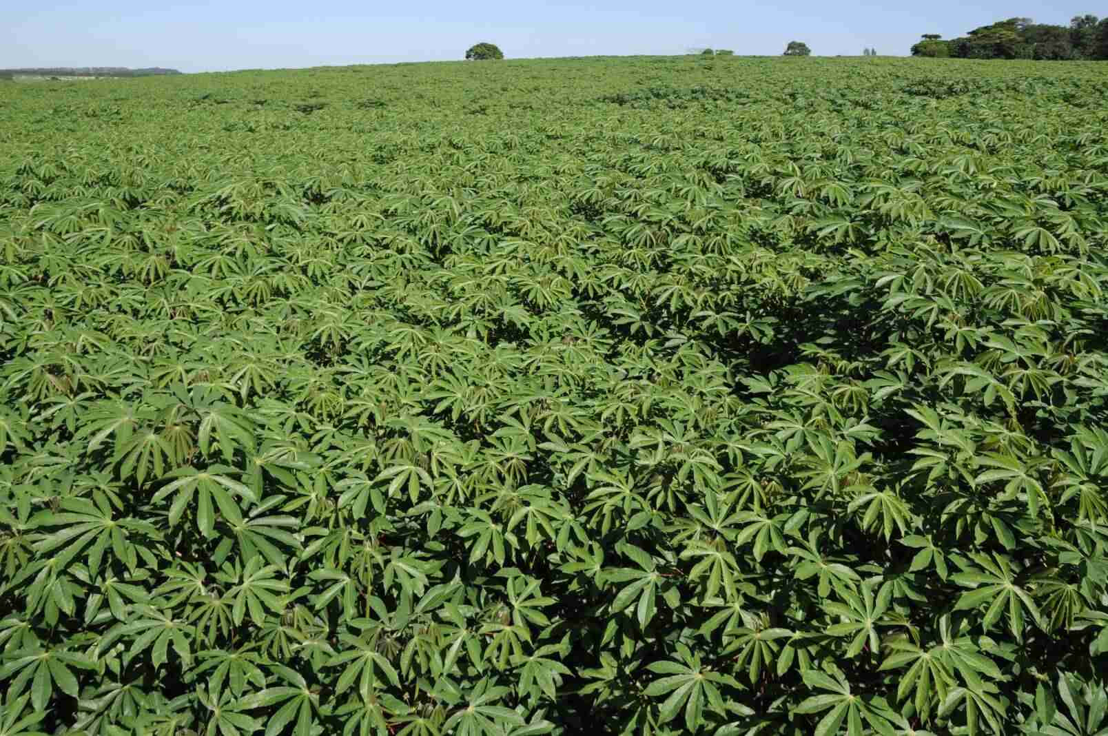 A Importância da Mandioca