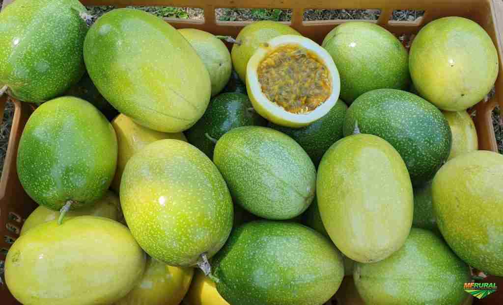 Avanços e Perspectivas do Melhoramento Genético do Maracujá no Brasil