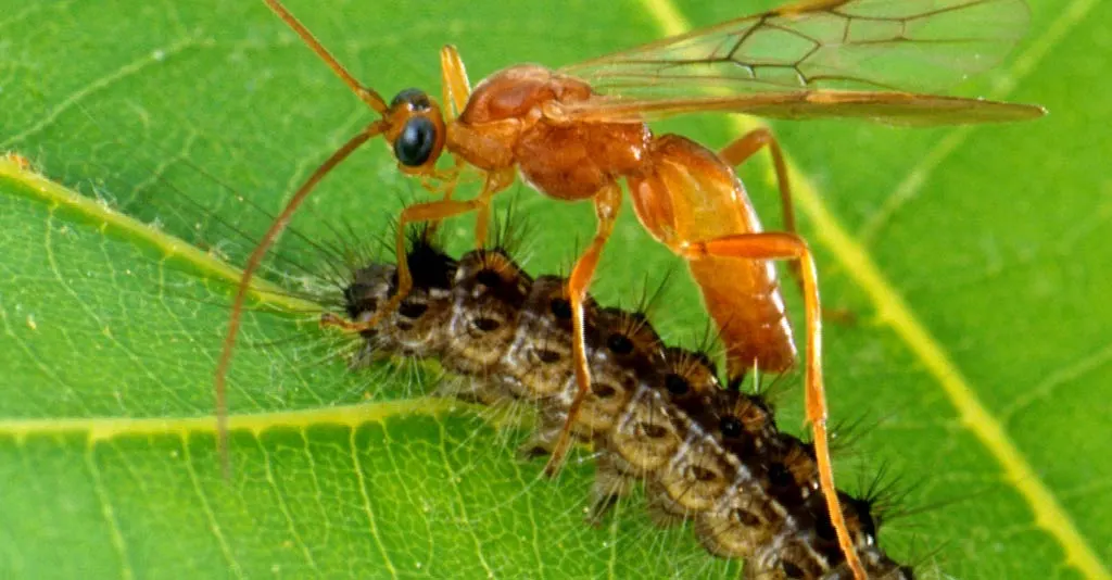 Uso do Controle Biológico na Agricultura Orgânica