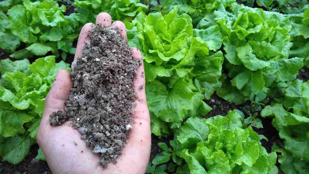 Adubação na Cultura do Alface