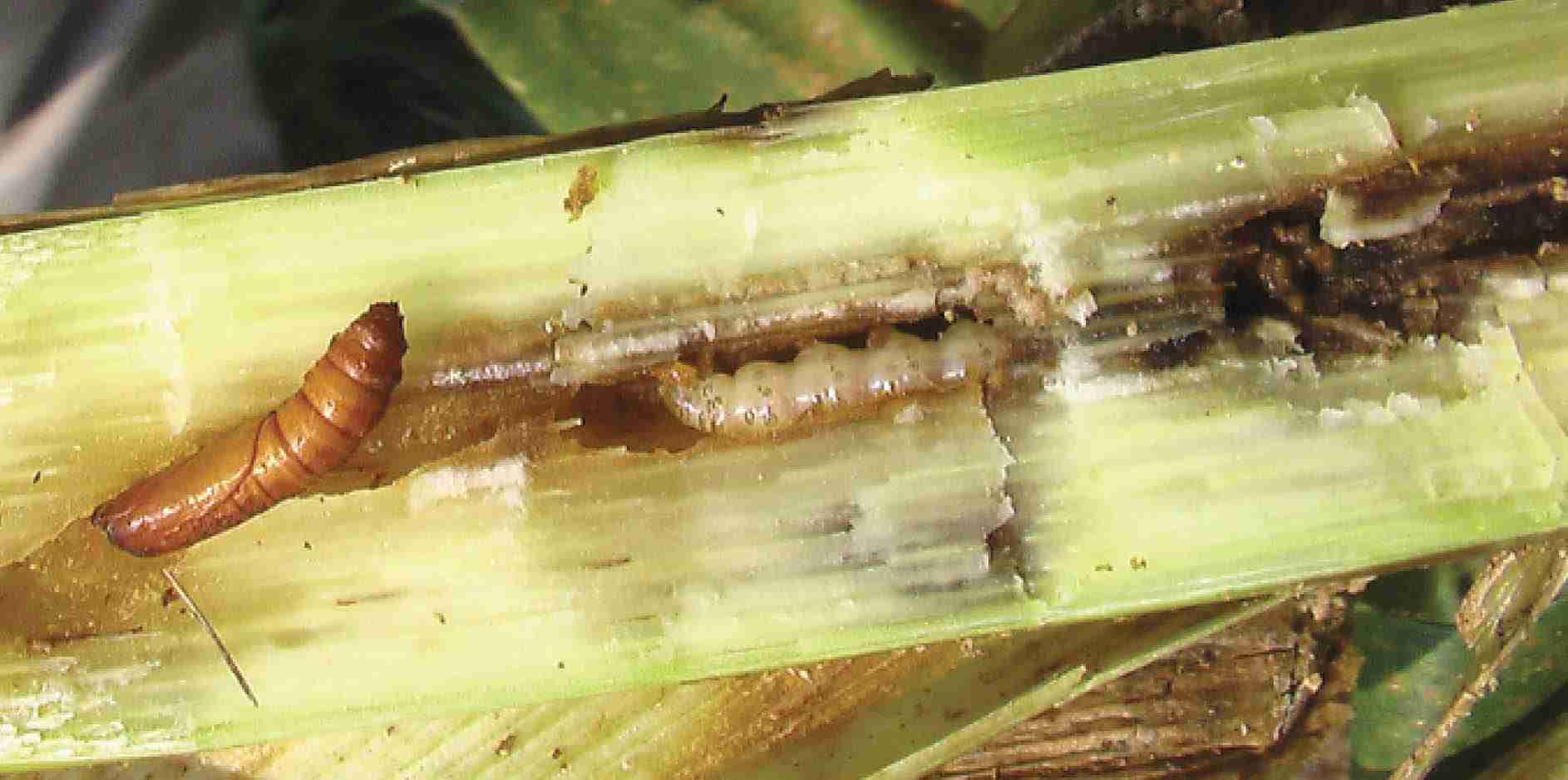 Proteção e Controle de Pragas na Cultura da Cana-de-açúcar