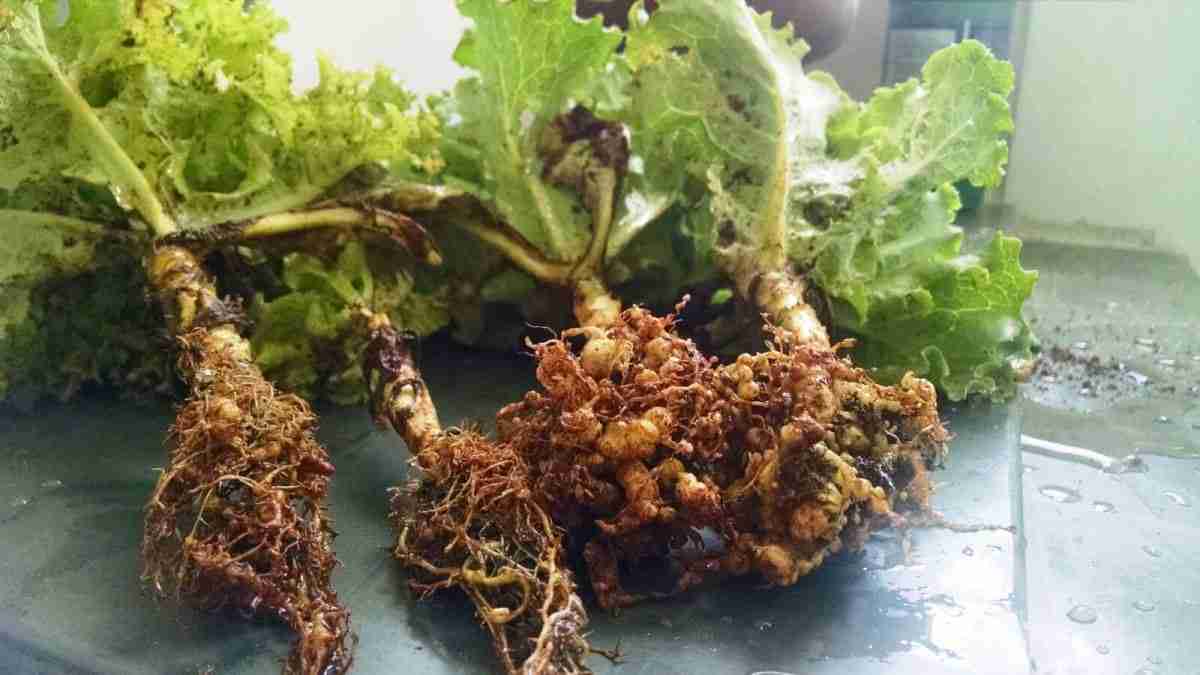 Doença no Alface Causada por Nematoide