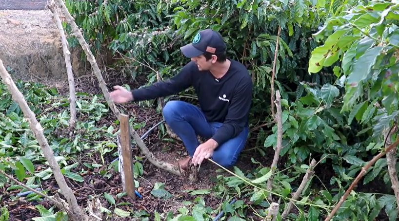 O USO DE JARDINS CLONAIS PARA Coffea canephora