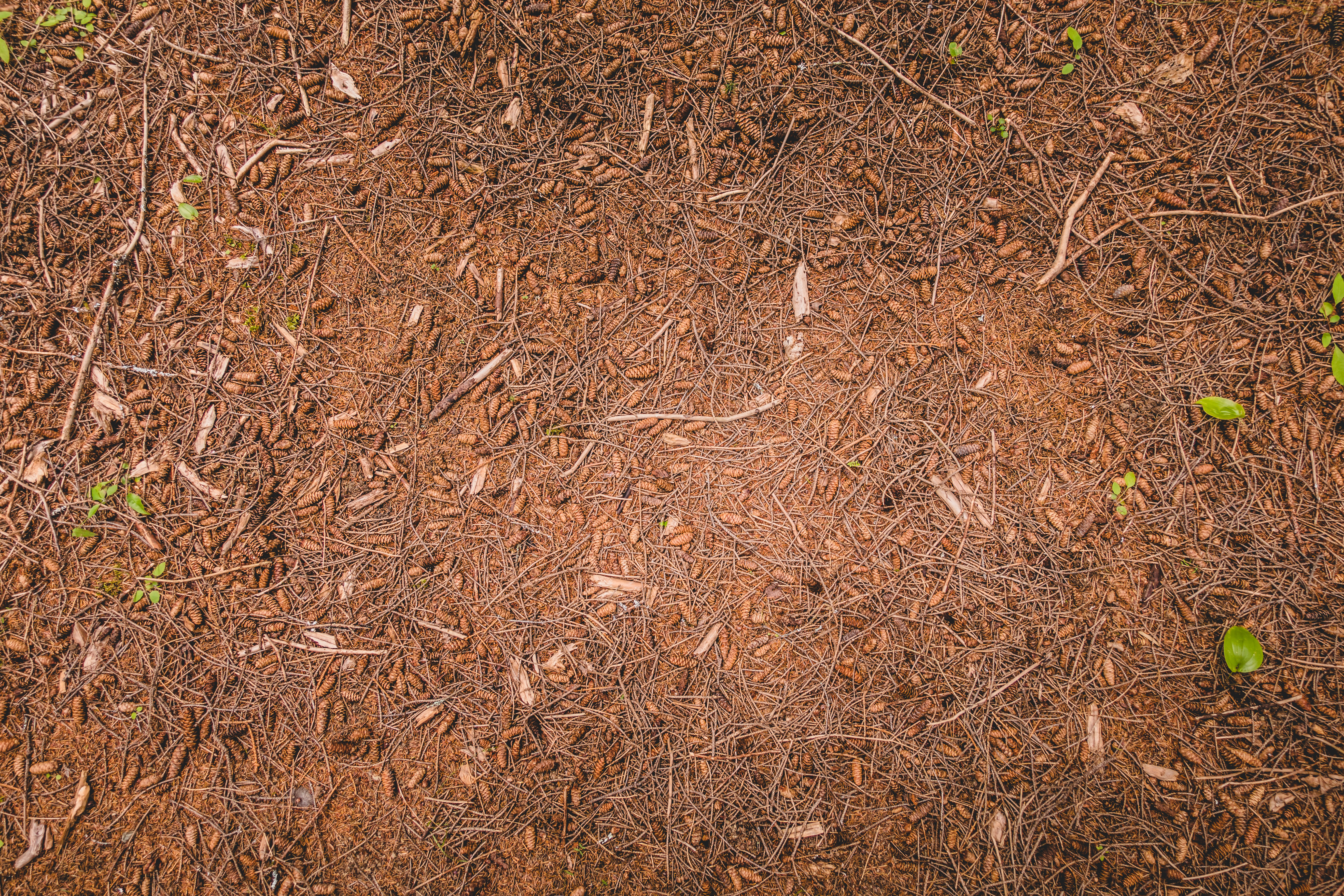 TRANSFORMAÇÕES DO CARBONO NO SOLO