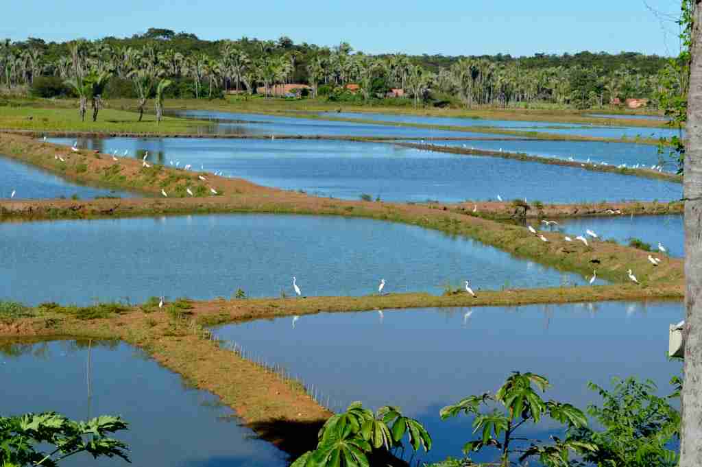 Legalização da Piscicultura nos Órgãos Ambientais