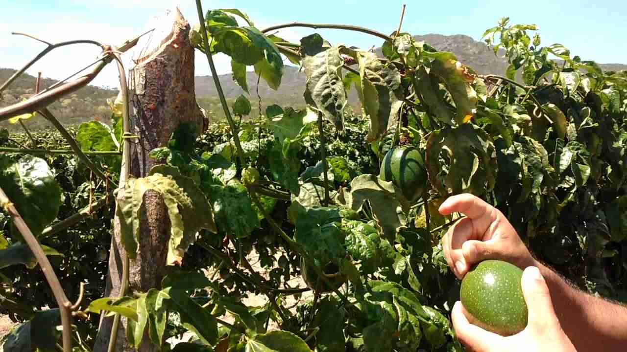 Doenças que Afetam o Sistema Radicular do Maracujazeiro