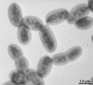 <strong>O que é Azospirillum?</strong>