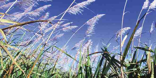 Florescimento em cana-de-açúcar