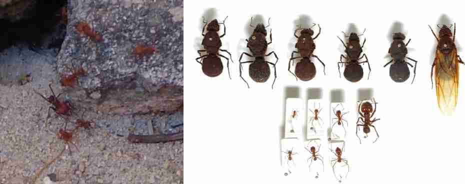 A EXPERIÊNCIA DO INSETICIDA NATURAL NA HORTA ESCOLAR COMO CONTRIBUIÇÃO AO ENSINO DE GEOGRAFIA