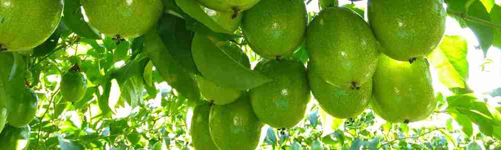 Colheita e Pós-colheita do Maracujá