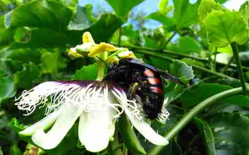 Polinização do Maracujazeiro Amarelo